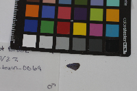 Everes comyntas image