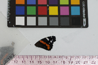 Vanessa atalanta image