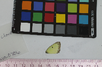 Colias philodice image