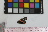 Vanessa atalanta image