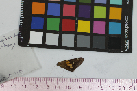 Epargyreus clarus image