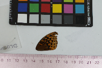 Speyeria cybele image