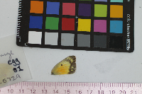 Colias eurytheme image