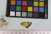 Colias eurytheme image