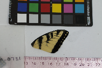 Papilio glaucus image