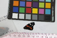 Vanessa atalanta image