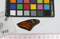 Danaus plexippus image