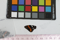 Vanessa atalanta image