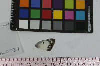 Colias philodice image