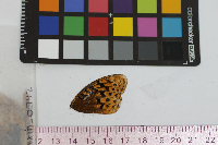 Speyeria cybele image