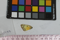 Colias eurytheme image