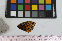 Speyeria cybele image