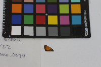 Thymelicus lineola image