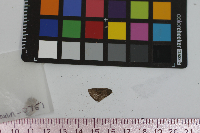 Satyrium calanus image