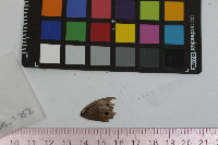 Cercyonis pegala image