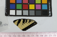Papilio glaucus image