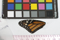Danaus plexippus image