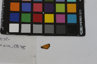 Thymelicus lineola image