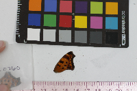Polygonia comma image