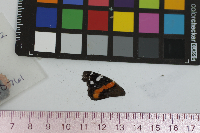 Vanessa atalanta image