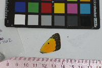 Colias eurytheme image