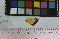 Colias eurytheme image