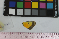 Colias eurytheme image