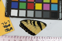 Papilio glaucus image