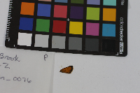 Thymelicus lineola image