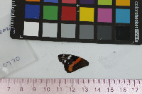 Vanessa atalanta image
