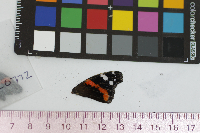 Vanessa atalanta image