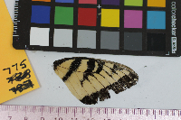 Papilio glaucus image