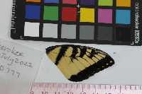 Papilio glaucus image
