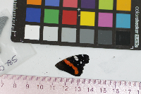 Vanessa atalanta image