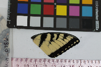 Papilio glaucus image