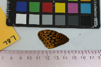 Speyeria cybele image