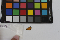 Thymelicus lineola image