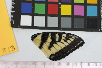 Papilio glaucus image