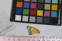 Colias eurytheme image
