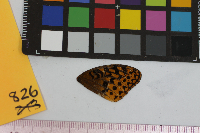 Speyeria cybele image