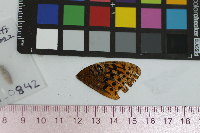 Speyeria cybele image