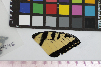 Papilio glaucus image