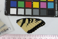 Papilio glaucus image