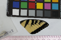 Papilio glaucus image