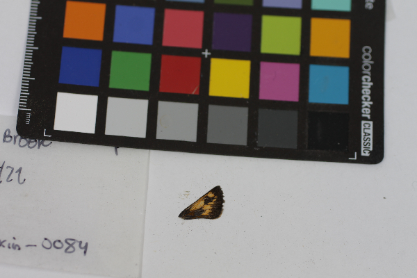 Polites mystic image