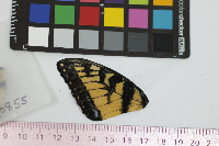 Papilio glaucus image