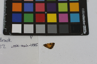 Poanes hobomok image