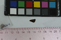 Ancyloxypha numitor image