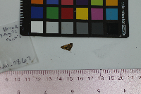 Polites peckius image