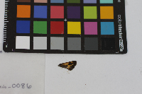 Polites mystic image